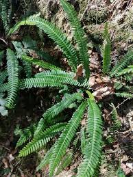 Image result for Blechnum punctulatum