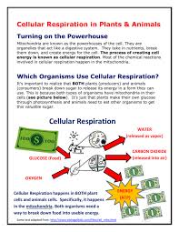 Do animals go through cellular respiration. Cellular Respiration In Plants Animals