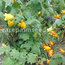 Image result for Solanum mammosum