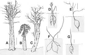 Image result for Cylicomorpha parviflora