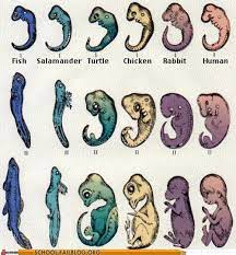 Biology 101 In The Beginning We Re All Terrifying Lizard Creatures Biology Evolutionary Biology Biology Lessons