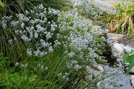 Image result for Erlangea remifolia