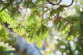 This type of fungus needs two host trees. Why Cedar Tree Branches Are Turning Brown