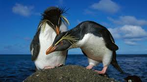 In the antarctic, every march since the beginning of time, the quest begins to find the perfect mate and start a family. Monogamous Penguins Spend Most Of Their Year Apart Science Aaas