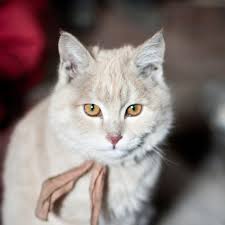 Cat National Geographic Trained on about 2k stock cat photos and edges automatically generated from those photos. cat national geographic