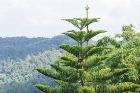 Image result for Araucariaceae