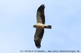 Er ernährt sich überwiegend von aas und abfällen aller art, vor allem aber sucht er. Flugbilder Greifvogel Singvogel Enten Ganse Deutschland Natur Beobachtungen