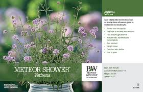Shop for meteor shower verbena, shipped directly from the nursery to your door. Verbena Meteor Shower 11x7 Variety Benchcard Proven Winners