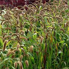 Image result for Setaria italica