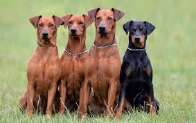 Kopekler Com German Pinscher 2019 Kopekler Com Facebook