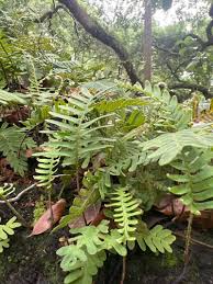 Image result for Pleopeltis