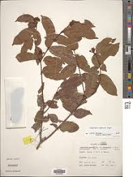 Image result for Landolphia rufescens