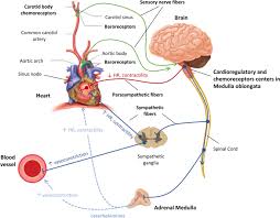 The Autonomic Nervous System In Septic Shock And Its Role As A Future Therapeutic Target A Narrative Review Annals Of Intensive Care Full Text