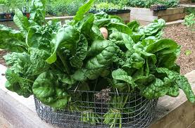 We did not find results for: How Do I Grow Spinach Planting Harvesting Guide Joegardener