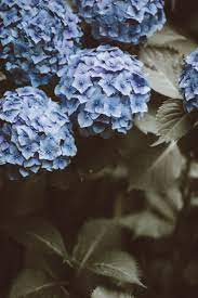 Hydrangea Flowers Hongkongflower Flowershop Florist Hkflowershop Flower Pictures Blue Hydrangea Amazing Nature Photography