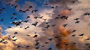 Yup, it's the same tired, old vocabulary used by everyone else. Hd Wallpaper Birds Group Migration Group Of Birds Nature Cloud Clouds Wallpaper Flare