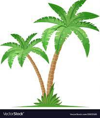 Tropical Palm Trees Isolated On White Background Coconut Trees Vector Illustration In Flat Style Palm Tree Drawing Palm Trees Painting Coconut Tree Drawing