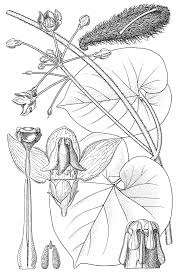 Image result for Pergularia daemia