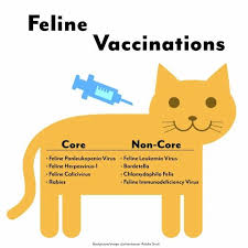 The saliva, which contains the virus, enters the victim's tissues and attaches itself to the local muscles for a few days before infiltrating the local nerves there is a vaccine for rabies, and in most states it is mandatory for domesticated cats. Vaccinating Your Cat What You Need To Know