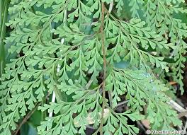 Image result for Odontosoria africana