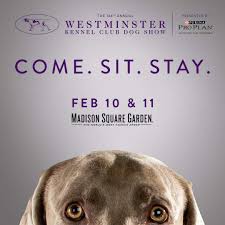7785 x 3581 png 511 кб. Westminster Dog Show 2020 Live Online Home Facebook