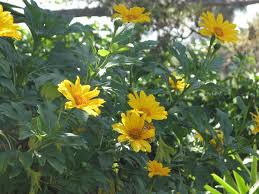 Image result for Tithonia