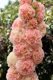 Hollyhock Alcea Rosea Double Apricot Buy Online At Annie S Annuals Hollyhock Ornamental Plants Flower Beauty