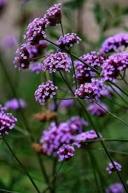 Verbena Plant Attracts Hummingbirds They Are Very Hardy And Even Grow In Ditches And Pastures In Ms Howtogardenflowers Garten Pflanzen Garten Pflanzen