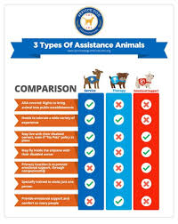 Here are some basic steps on how to train a service dog for anxiety. Service Dogs For Anxiety And Depression Be Brain Fit