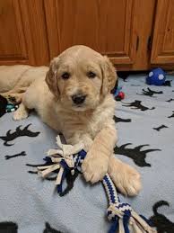Goldendoodle Puppy For Sale In San Antonio Tx Adn 67731 On Puppyfinder Com Gender Male Age Goldendoodle Puppy For Sale Goldendoodle Puppy Retriever Puppy
