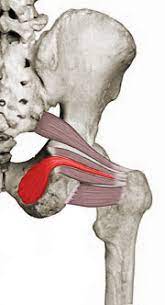Obturator Internus Physiopedia