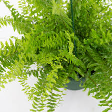 We did not find results for: Top 10 Hanging And Trailing Indoor Plants Flower Power