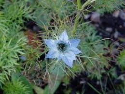 Nigella Plant Info Learn About The Care Of Love In A Mist Flower Nigella Plant Flower Care Plants