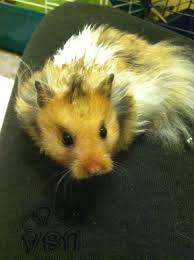 If it is due to nutritional reasons, the hamster may appear malnourished or have a dull coat. Long Haired Syrian Hamster Cute Hamsters Hamster Syrian Hamster
