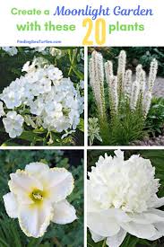 20 Plants To Brighten Your Garden By Moonlight Finding Sea Turtles Moon Garden Blooming Plants Flowers Perennials