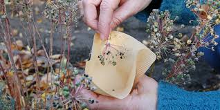 Der shop für wildpflanzen mitteleuropas, für blumenwiesen und stauden für den bauerngarten. Oko Bezugsadressen Samen Und Pflanzen Fur Den Garten Nabu