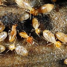 No matter how large or small the issue, we will take care of it quickly. Pest Control Services Apple Pest Control
