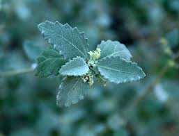 Image result for Burnatia enneandra