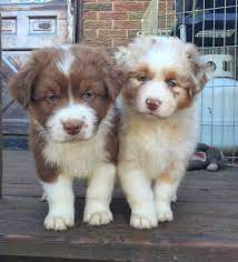 Justviral Net Find Viral Images Online Aussie Puppies Baby Animals Cute Animals
