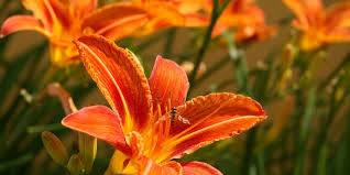 We did not find results for: Daylily Dangers And Delights Chelsea Green Publishing