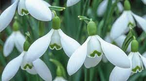 It has been confirmed that the series would be. Snowdrops Cambridge Botanic Garden