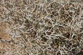 Image result for Dichilus