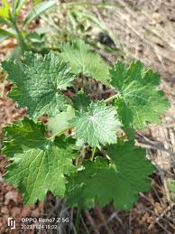 Image result for Cineraria deltoidea