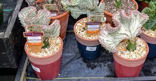So always use gloves and/or goggles. How Do I Care For My Coral Cactus Ultimate Guide Gardenzy
