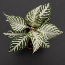 Image result for Xerophyta squarrosa