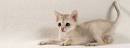 Singapura Cat Breeders in the United States | Available ...
