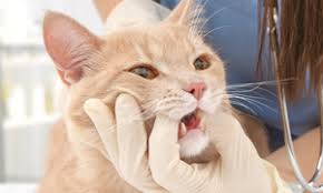 Periodontal disease, which involves the inflammation of the supporting structures of the teeth, is considered one of the most common medical conditions among cats.the majority of cats experience some form of periodontal disease by age 3. Periodontal Disease