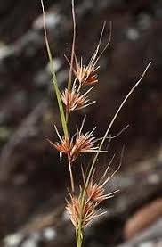 Image result for Themeda triandra