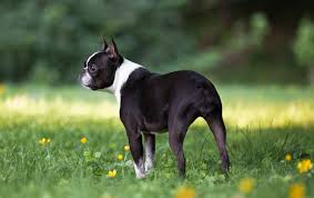 Photos and contact details on advertigo website. Boston Terrier Breed Profile Your Dog