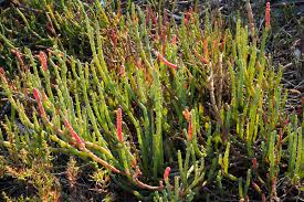Image result for Salicornia perrieri